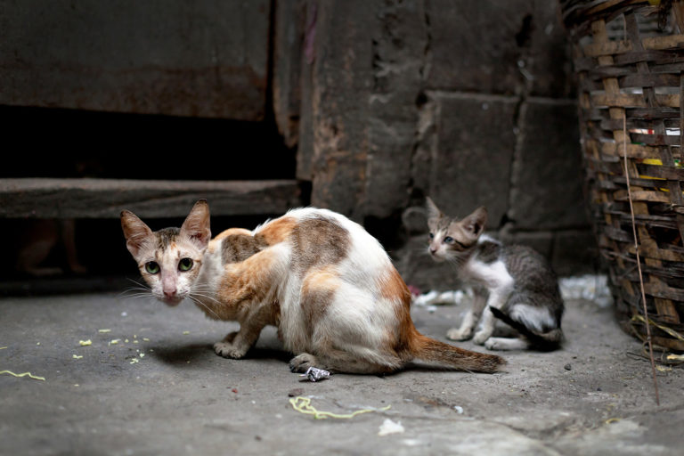 fondation bardot sterilisation chiens chats errants