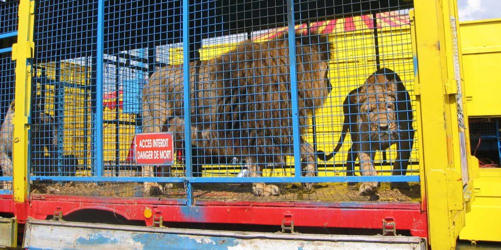 La France Doit Interdire Les Animaux Sauvages Dans Les Cirques Fondation Brigitte Bardot