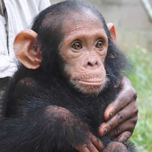 Sanaga Yong chimpanzés