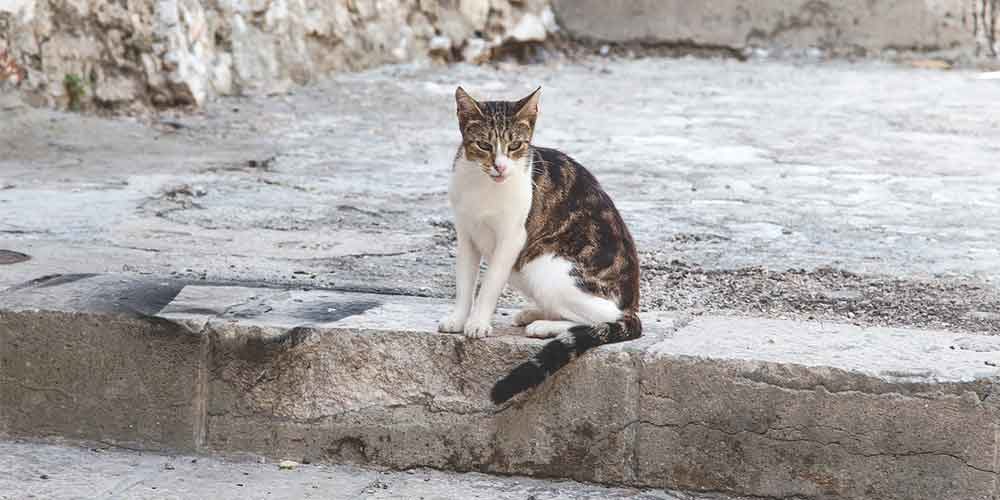 Lettre Ouverte De Brigitte Bardot A Didier Guillaume Sur La Sterilisation Des Chats Errants En France Fondation Brigitte Bardot