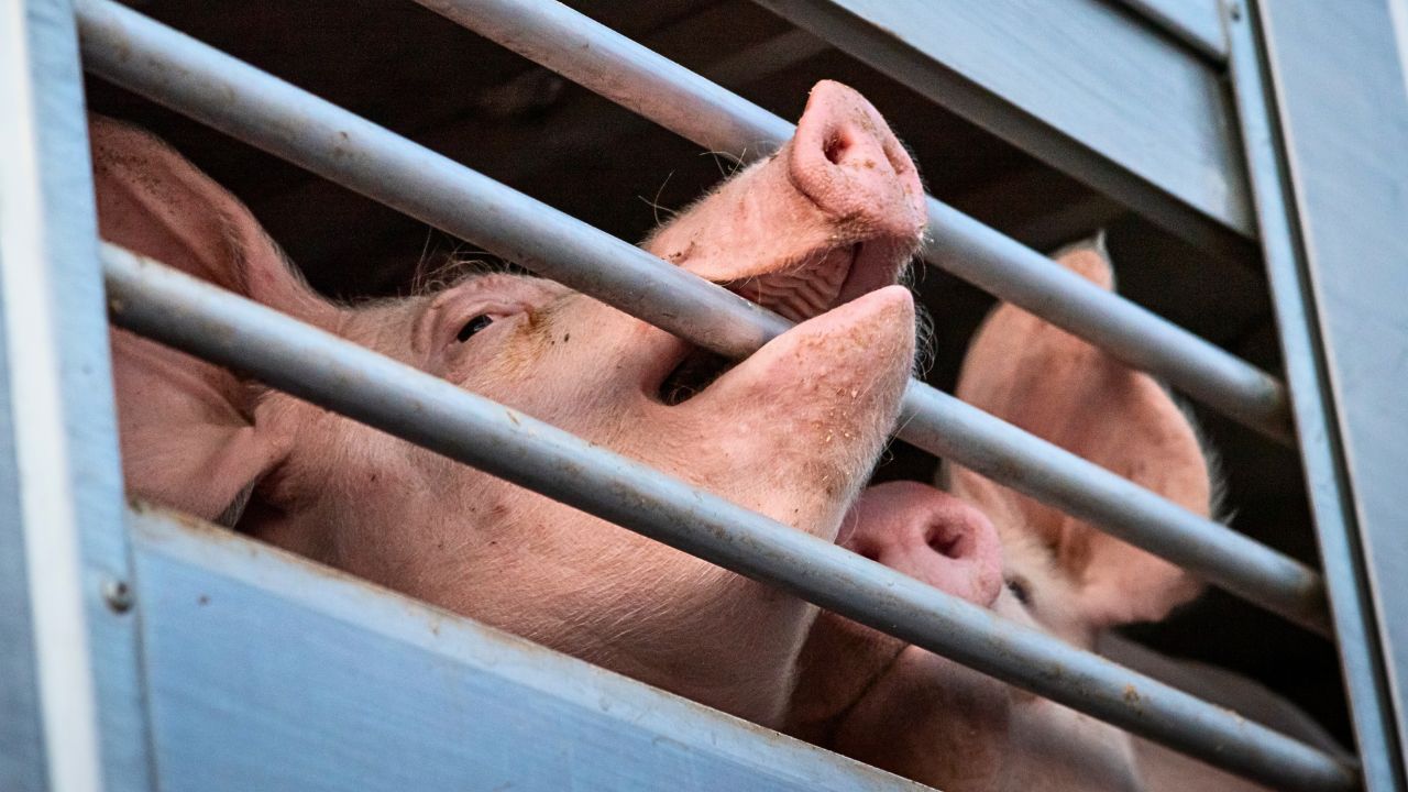 Les citoyens européens attendent des mesures fortes pour les animaux... La  présidente de la Commission européenne regarde ailleurs ! - Fondation  Brigitte Bardot