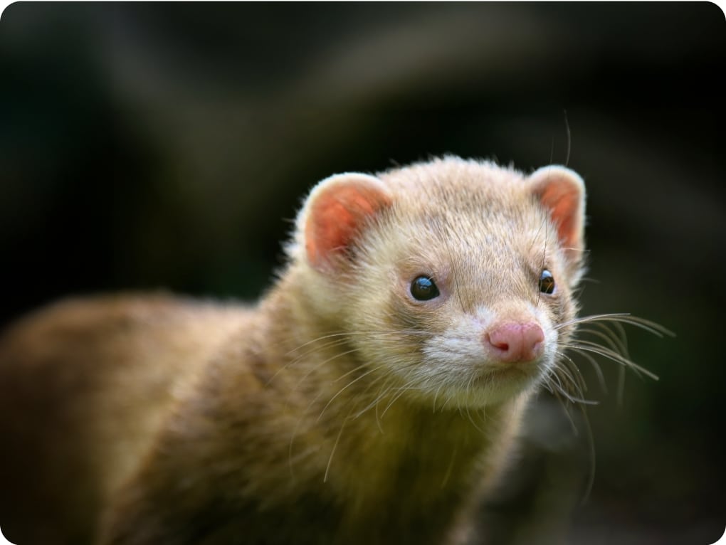 Furet domestique en gros plan montrant son visage expressif avec ses yeux bleus brillants, son museau rose et sa fourrure beige claire, photographié sur fond vert sombre flou