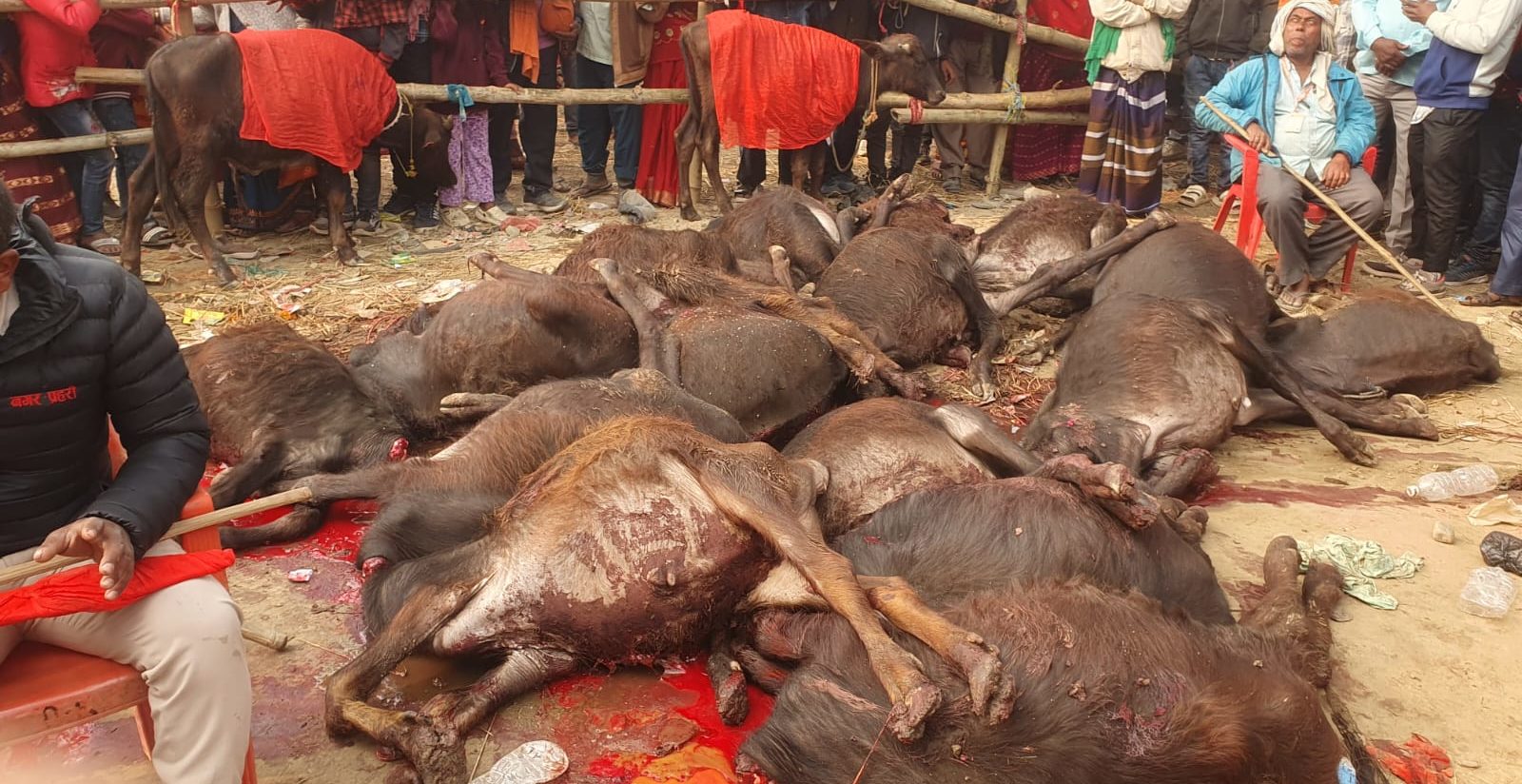 Cadavres de buffles ensanglantés étendus au sol, entourés de spectateurs dans un contexte de sacrifice rituel.