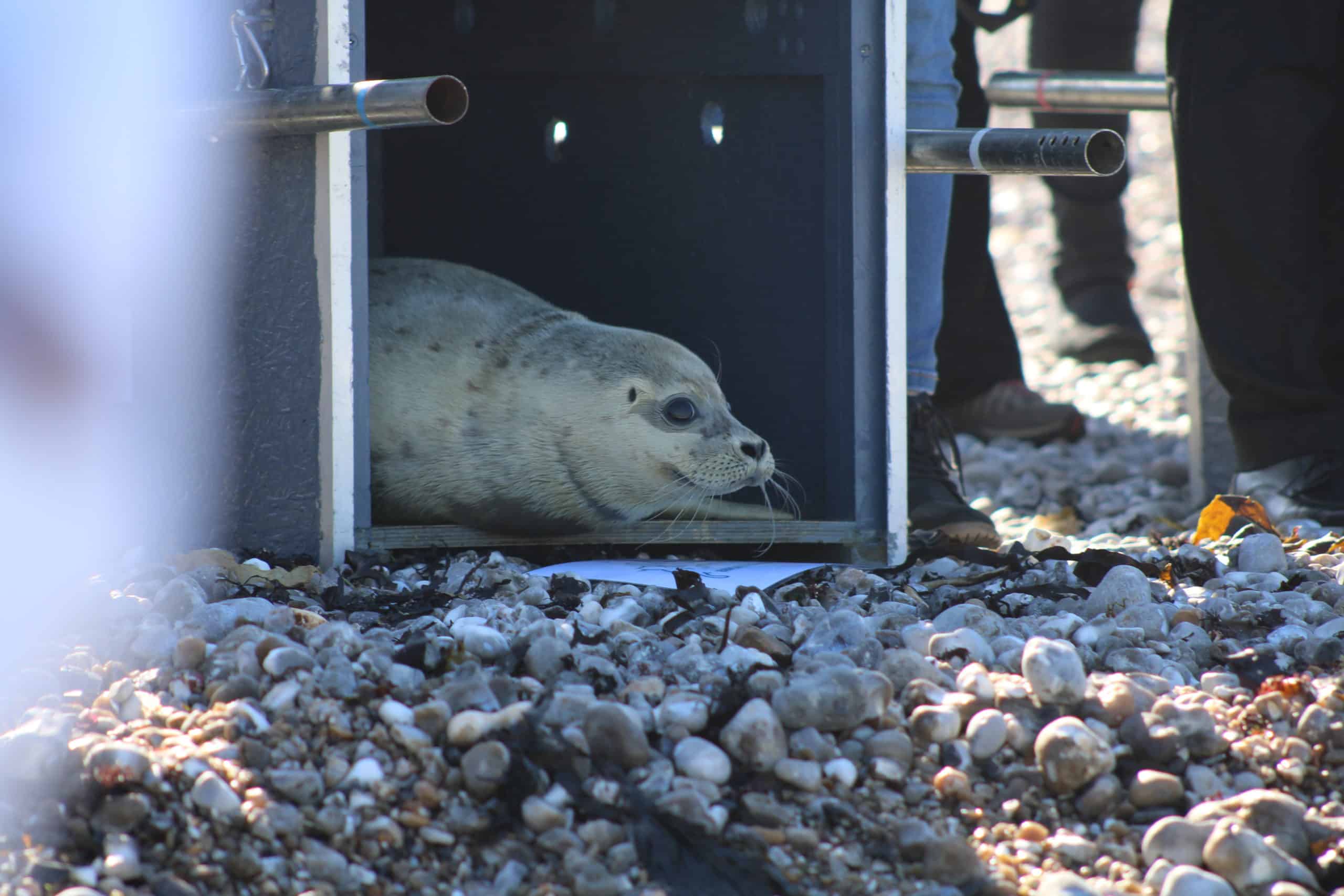 Phoque sortant d'une caisse de transport sur une plage de galets, entouré de personnes.