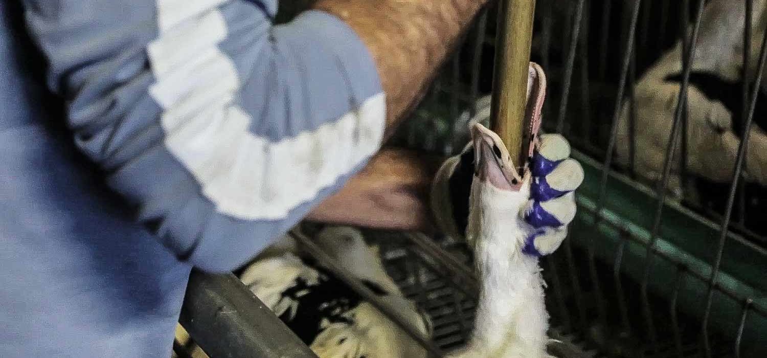 Espagne : Foie gras sans gavage